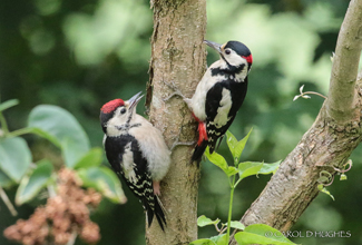 GREAT SPOTTED WOODPECKER (Dendrocopos major)